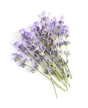 Güzel lavanta çiçekleri beyaz, üst manzara izole