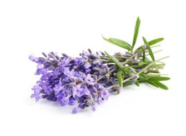 Güzel lavanta beyazı izole edilmiş. Güzel kokulu çiçekler.