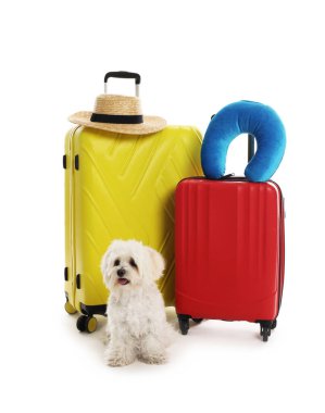 Evcil hayvan oteli. Beyaz arka planda kişisel eşyaları olan şirin Maltese köpeği ve bavullar.