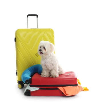 Evcil hayvan oteli. Beyaz arka planda kişisel eşyaları olan şirin Maltese köpeği ve bavullar.