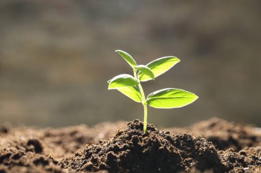 Topraktan büyüyen yeşil yapraklı genç bitki, yakın plan.