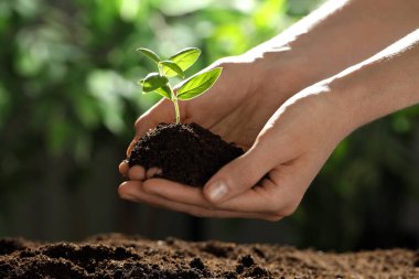Genç bitkilerle toprağı tutan kadın, yakın plan.
