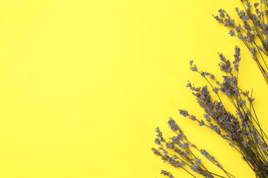 Sarı arka planda lavanta çiçekleri, düz bir zemin. Metin için boşluk