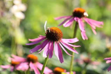 Pembe ekinezyadaki arı çiçeği, yakın plan.
