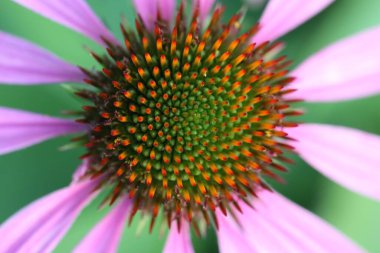 Açık havada büyüyen güzel pembe Echinacea çiçeği, yakın plan