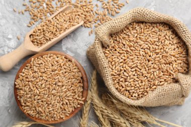 Gri masadaki buğday taneleri ve çiviler düzdü.