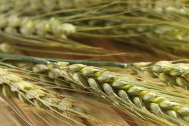 Tahta sandıkta yeşil buğday çivileri, makro manzara.