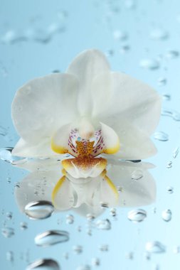 Güzel orkide çiçeği ve su aynanın yüzeyine düşer, yakın plan