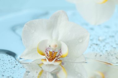 Güzel orkide çiçekleri ve su damlaları ayna yüzeyine, yakın çekim
