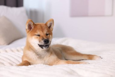 Şirin Shiba Inu yavrusu evde yatakta yatıyor.