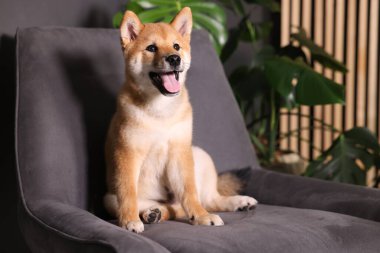 Şirin Shiba Inu köpek yavrusu evde koltukta, mesaj için yer var.