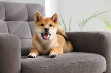 Şirin Shiba Inu evdeki koltukta oturuyor.