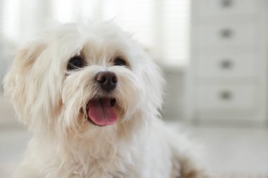 Evde şirin beyaz Maltese köpeği, mesaj için yer var.