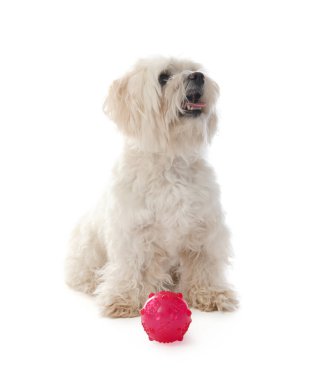 Beyaz arka planda oyuncağı olan sevimli Maltese köpeği.