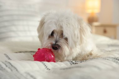Evde yatağında oyuncak olan sevimli beyaz Maltese köpeği.