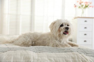 Evdeki yatakta tatlı beyaz Maltese köpeği