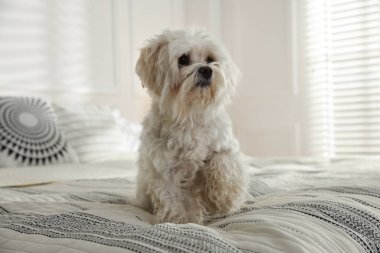 Evdeki yatakta tatlı beyaz Maltese köpeği