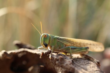Bulanık arka planda bir çekirge, yakın plan. Metin için boşluk
