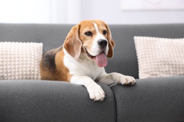 Evdeki kanepede yatan sevimli Beagle köpeği.