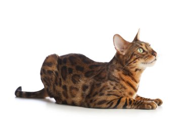 Beyaz arka planda sevimli Bengal kedisi. Sevimli hayvan.