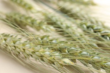 Bej arka planda birçok yeşil buğday sivri uçlu, yakın plan