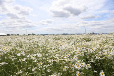 Güzel papatya çiçekleri bulutlu gökyüzünün altında yetişiyor.