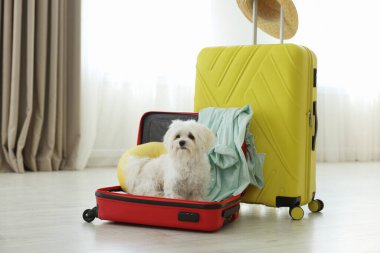 Evcil hayvan oteli. Şirin Maltese köpeği ve bavulları yerde.