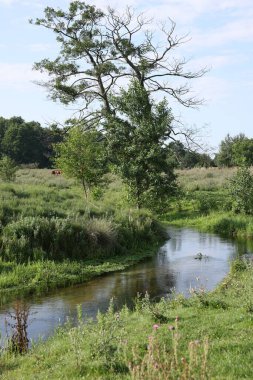 Kırsalda nehir kıyısında yeşil çimenler ve ağaçlar büyüyor.