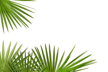 Beyaz arka planda parlak yeşil palmiye yaprakları. Tropik bitki