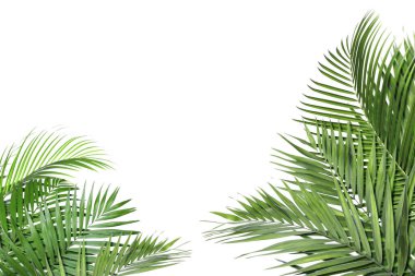 Beyaz arka planda parlak yeşil palmiye yaprakları. Tropik bitki