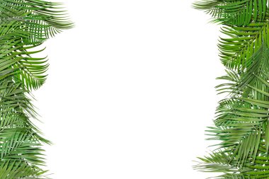 Beyaz arka planda parlak yeşil palmiye yaprakları. Tropik bitki