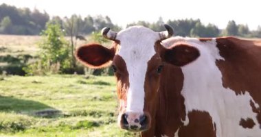 Yeşil çayırlarda otlayan güzel inek