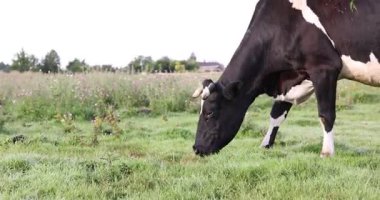 Yeşil çayırlarda otlayan güzel inek