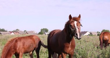 Güneşli bir günde çayırda otlayan güzel atlar