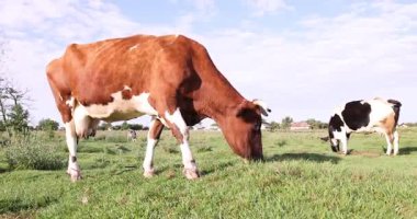 Çayırda otlayan güzel inekler