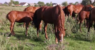 Güneşli bir günde çayırda otlayan güzel atlar