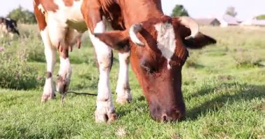 Güneşli bir günde dışarıda otlayan güzel inek.