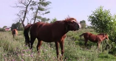 Güneşli bir günde çayırda otlayan güzel atlar