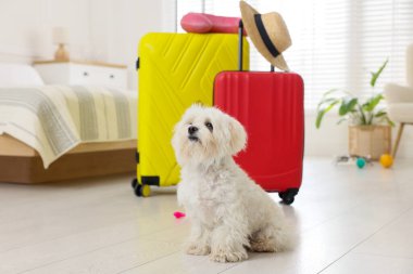 Evcil hayvan oteli. Hoş bir Maltese köpeği ve içinde özel eşyaları olan bavullar.