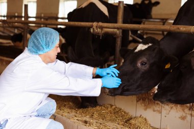 Süt çiftliğindeki ahırın içinde şirin inekleri olan veteriner.