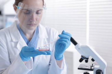 Laboratuvarda Petri kabında numuneyle çalışan bilim adamı