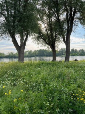 Göl kenarındaki ağaçlarla yeşil kıyıda güzel bir manzara. Resimli manzara.