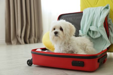 Evcil hayvan oteli. Bavulda şirin bir Maltese köpeği ve yerde kişisel eşyaları var.