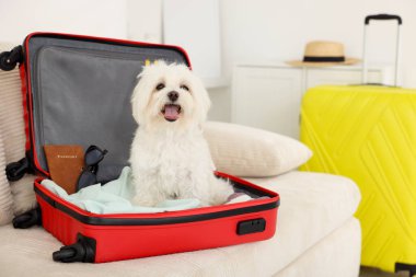 Evcil hayvan oteli. Kanepede kişisel eşyalarıyla birlikte bavuldaki şirin Maltese köpeği.