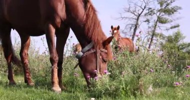 Güneşli bir günde çayırda otlayan güzel atlar