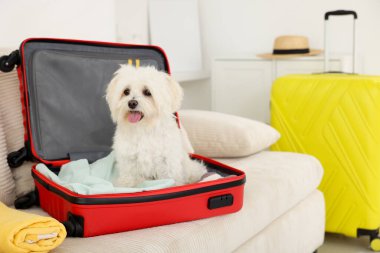 Evcil hayvan oteli. Kanepede kişisel eşyalarıyla birlikte bavuldaki şirin Maltese köpeği.