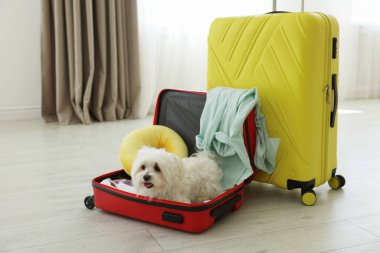 Evcil hayvan oteli. Bavulda şirin bir Maltese köpeği ve yerde kişisel eşyaları var.