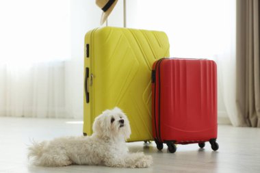 Evcil hayvan oteli. Şirin Maltese köpeği ve bavulları yerde.