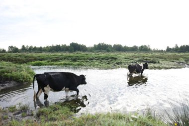 Güneşli bir günde nehirden geçen güzel inekler
