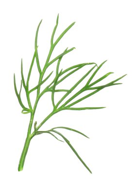 Bir dal taze dereotu beyazda izole edilmiş.